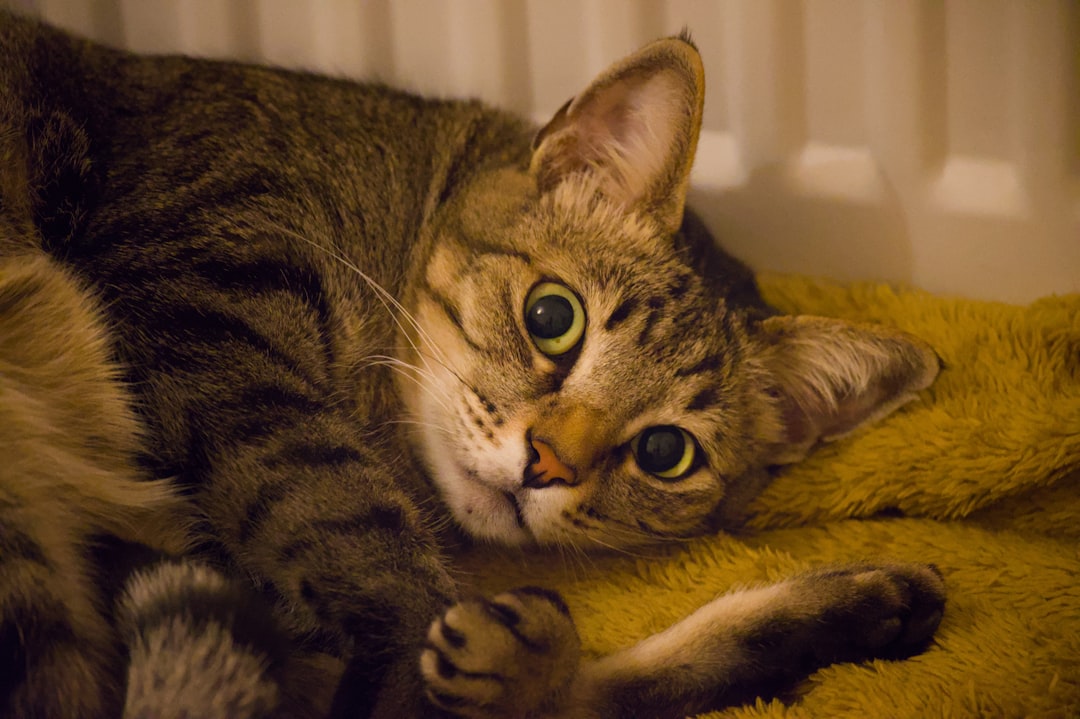 our-services-06 a-tabby-cat-rests-on-a-fuzzy-blanket-nblcyjddwh8