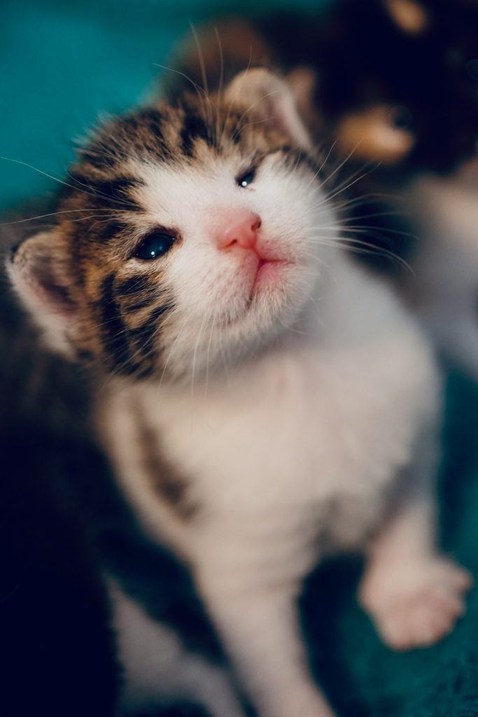 a-very-young-tabby-and-white-kitten-looking-up-aocuzinpbye