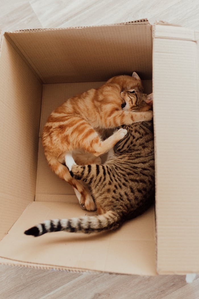 our-services-03 Two kittens playfully snuggle in a cardboard box, showcasing their adorable bond.
